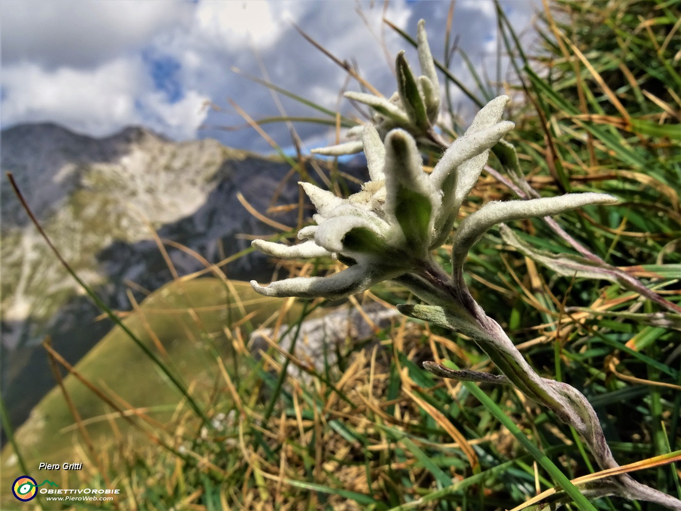 42 Leontopodium alpinum (Stelle alpine) su Cima Foppazzi versante nord con vista in Pizzo Arera.JPG